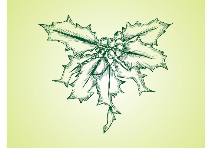 Vector Mistletoe Vector Mistletoe