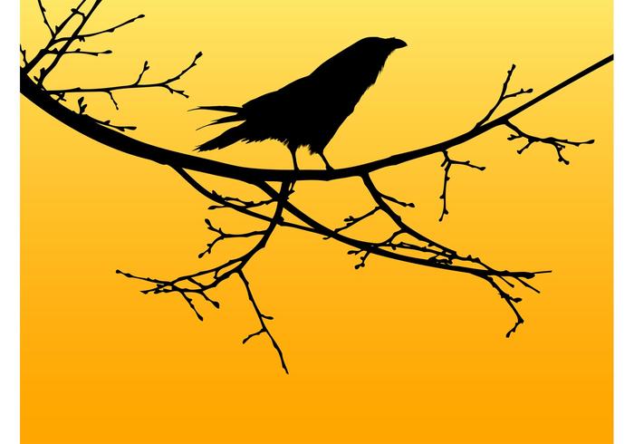 Vector Crow Vector Crow