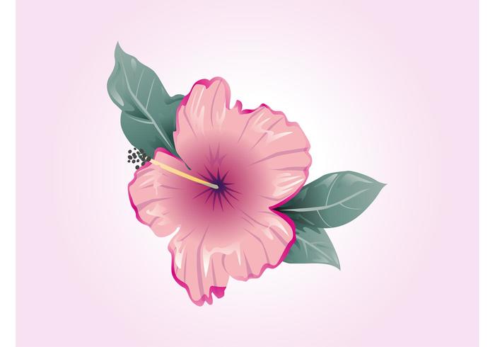 Hibiscus Vector Hibiscus Vector