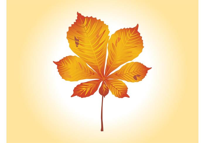 Autumn Leaf Vector Graphics Autumn Leaf Vector Graphics