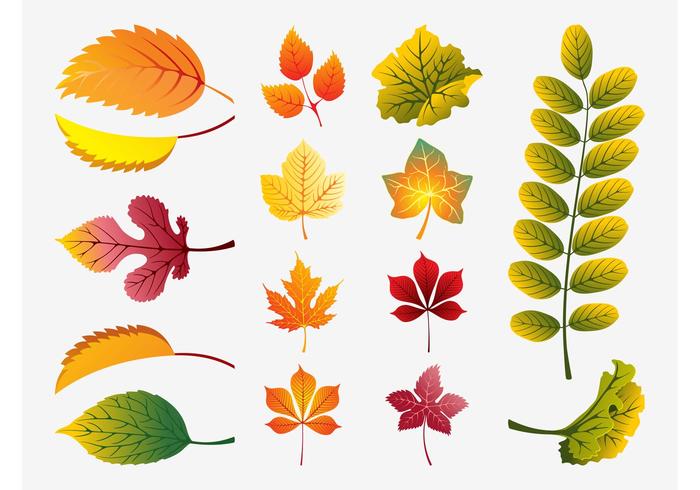 Fall Leaves Vector Fall Leaves Vector