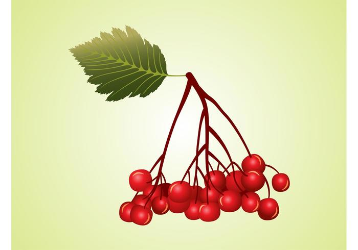 Berries Vector Berries Vector