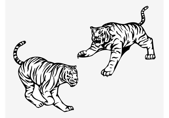 Angry Tigers Vector Angry Tigers Vector
