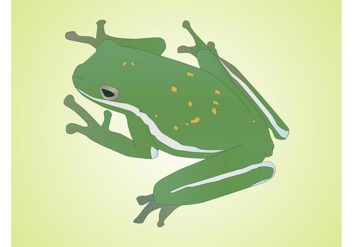 Frog Vector Frog Vector