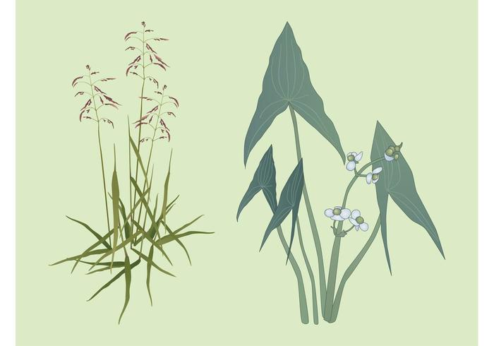 Plants Vector Image Plants Vector Image