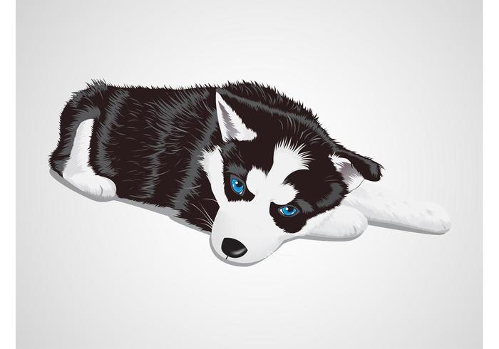 Baby Husky Vector Baby Husky Vector