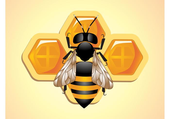 Bee Vector Bee Vector