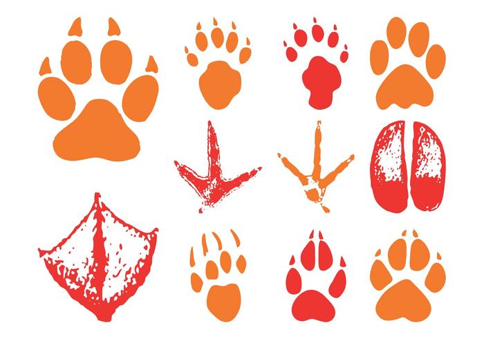 Animal Footprints Animal Footprints