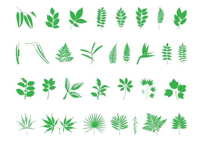 Leaves And Branches Set Leaves And Branches Set