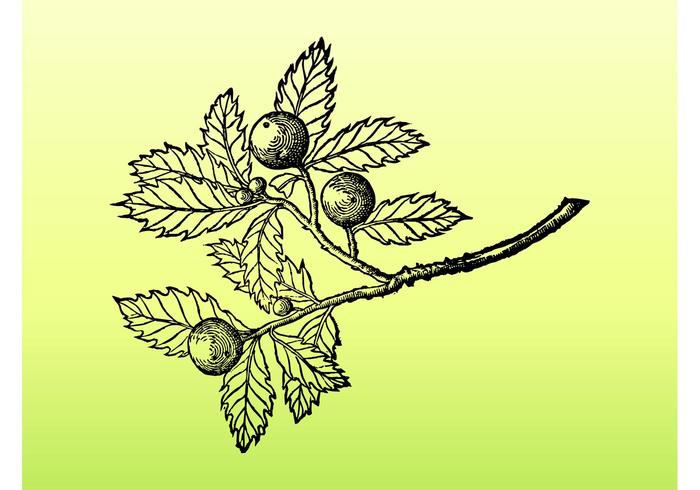 Tree Branch Graphics Tree Branch Graphics