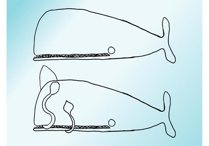 Whale Drawings Whale Drawings