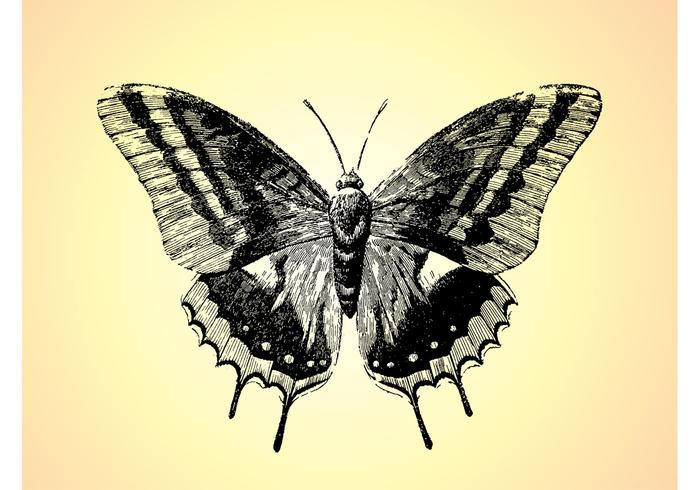 Retro Butterfly Drawing Retro Butterfly Drawing