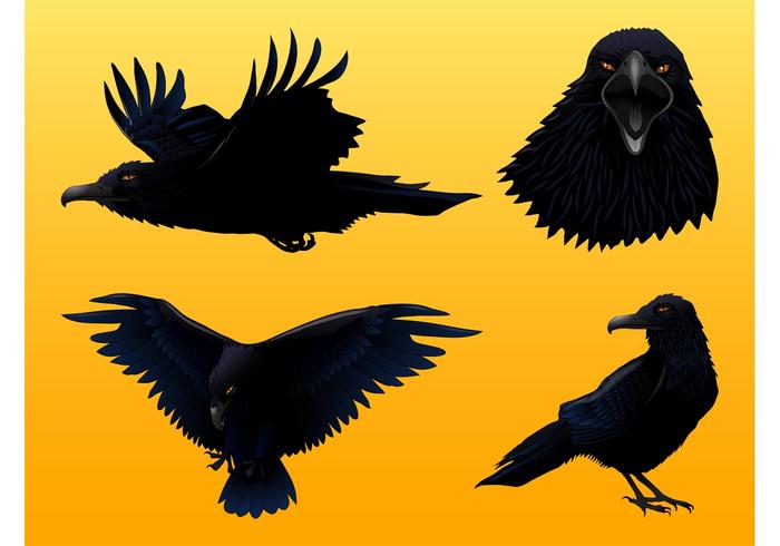 Crow Graphics Set Crow Graphics Set