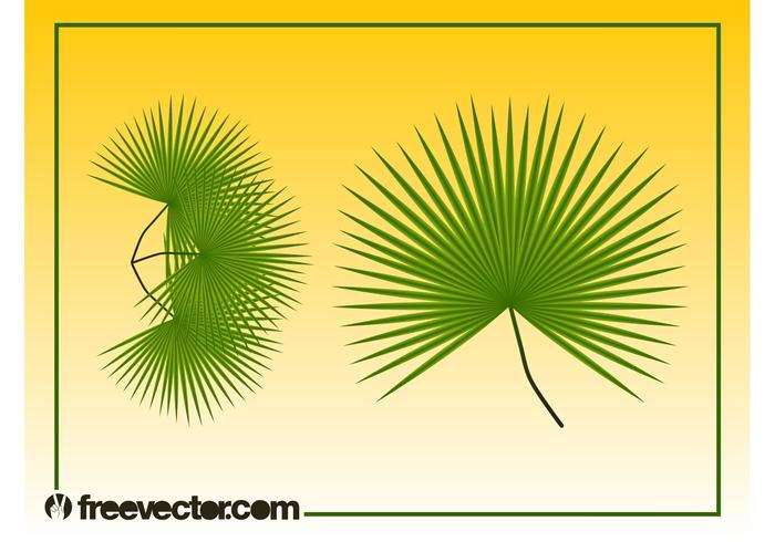 Palm Leaves Graphics Palm Leaves Graphics