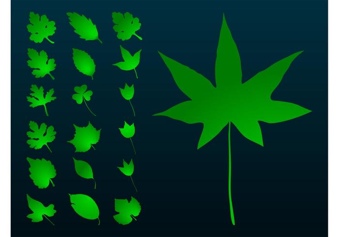 Plant Leaves Set Plant Leaves Set