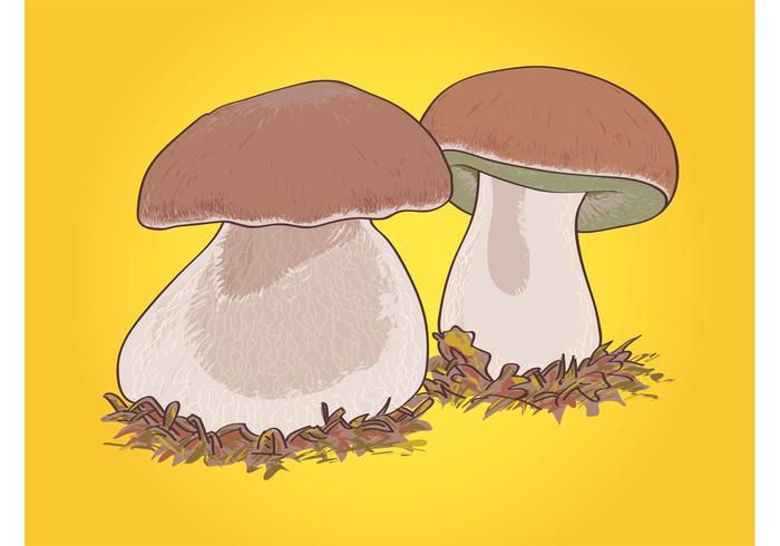Boletus Mushrooms Graphics Boletus Mushrooms Graphics