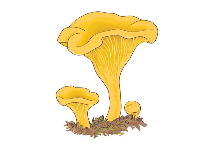 Chanterelle Mushrooms Chanterelle Mushrooms