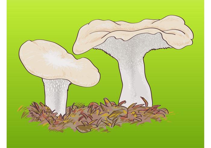 Wild Mushrooms Graphics Wild Mushrooms Graphics
