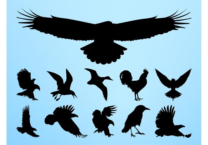 Birds Silhouettes Graphics Birds Silhouettes Graphics