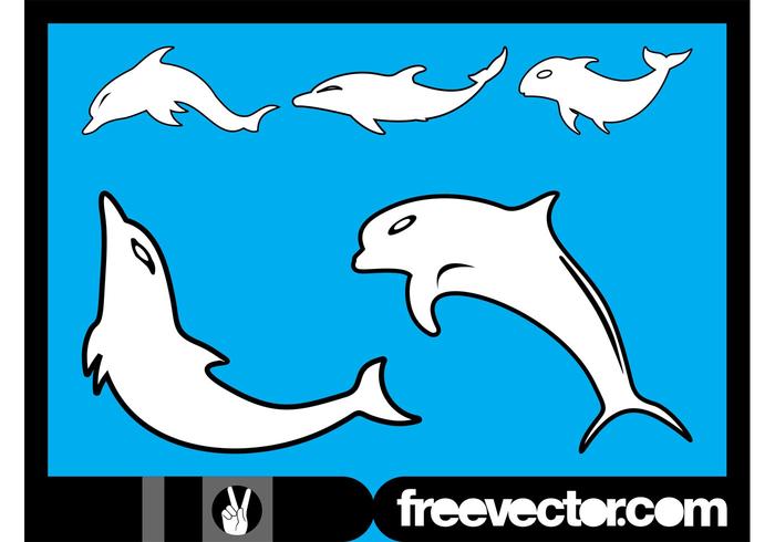 Dolphins Graphics Dolphins Graphics