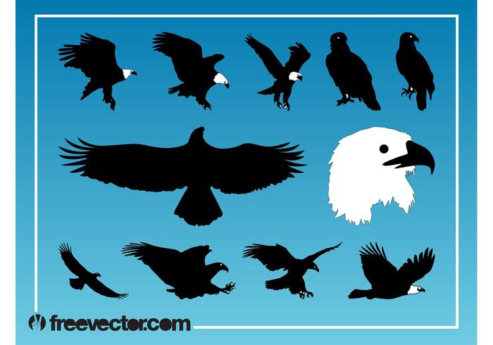 Eagles Vector Graphics Eagles Vector Graphics