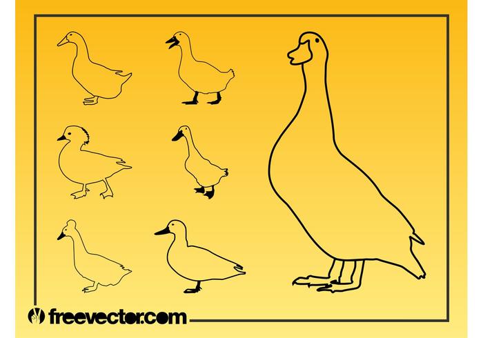 Domestic Geese Vector Domestic Geese Vector