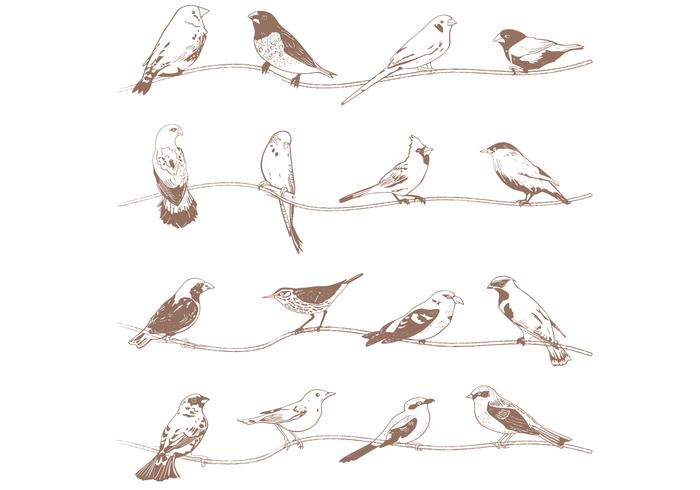 Hand Drawn Birds Vectors