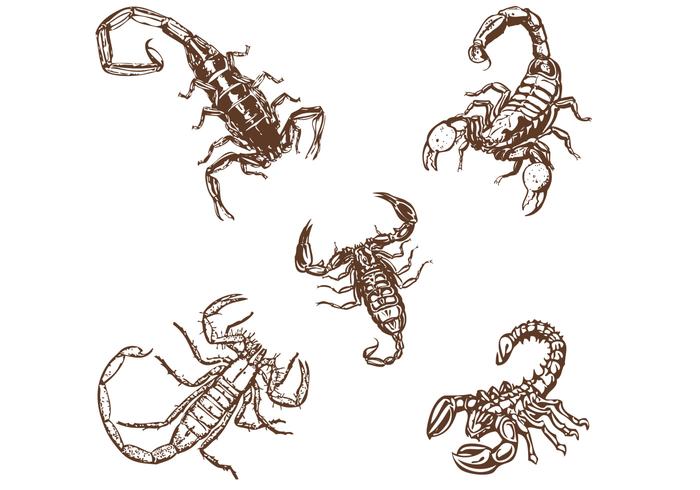 Hand Drawn Scorpions Vectors