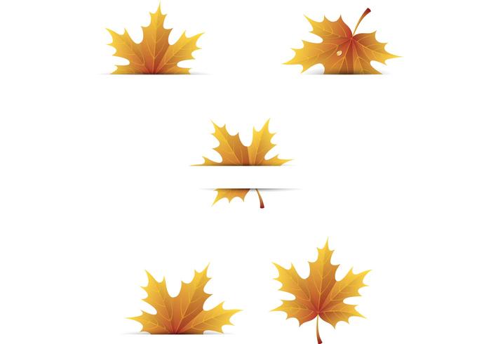 Free Maple Leaves Vectors