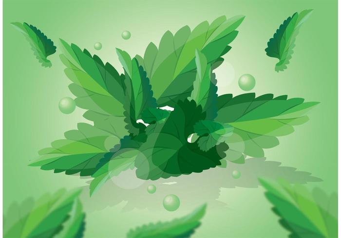 Green Mint Leaves Vector