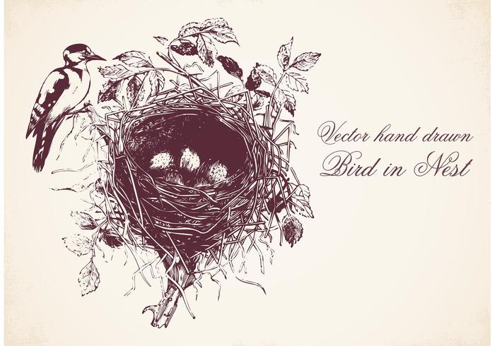 Hand Drawn Bird In Nest Vector