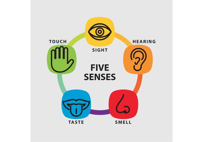 Five Senses Vector Infographic 