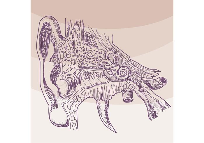 Sketched Hearing Ear Vector 