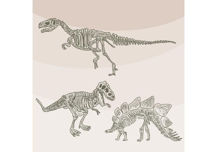 Vectores de los huesos de dinosaurio