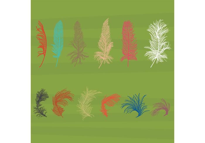 Isolated Feather Vectors 