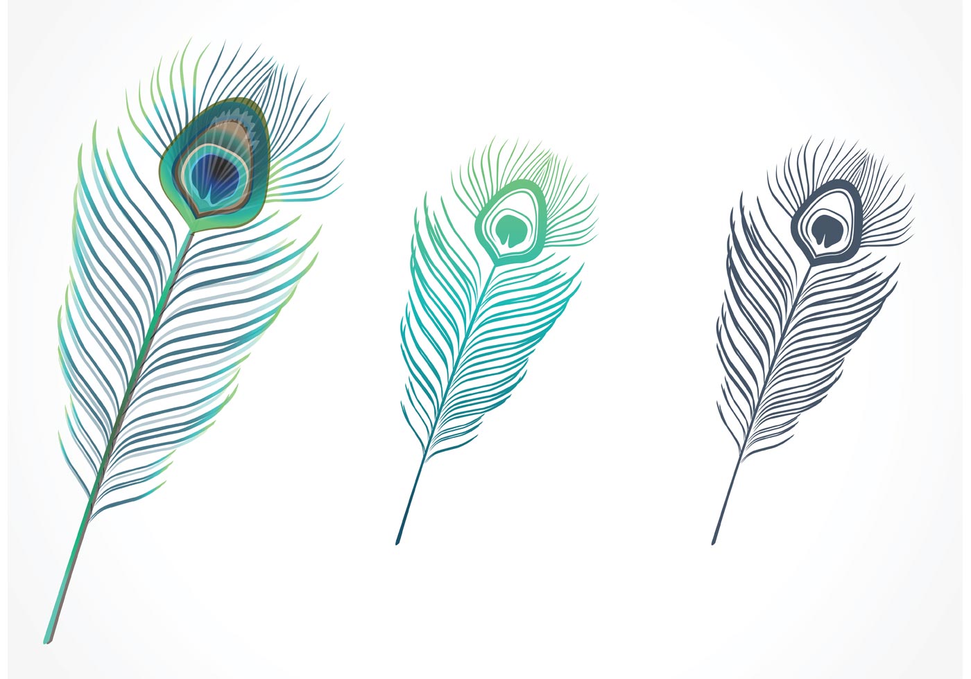 Isolated Peacock Feather Vector  Download Free Vector  Art 