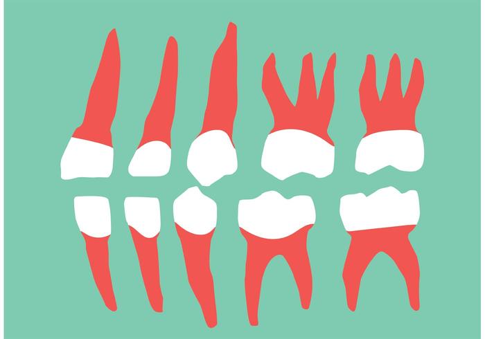 Vector Teeth and Gums