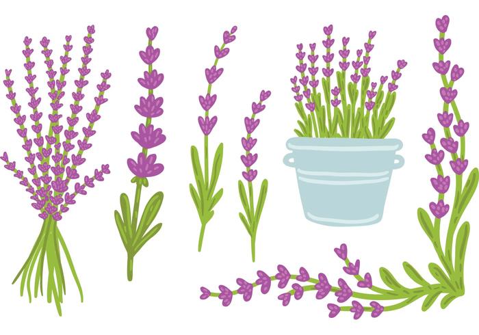 hand drawn Lavender vector