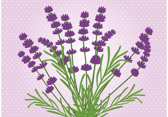 Flor de lavanda vector