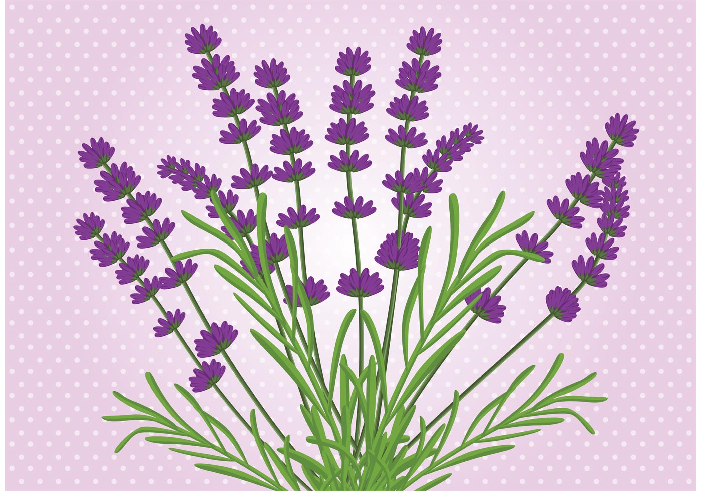 Lavender Flower Vector - Download Free Vector Art, Stock Graphics & Images