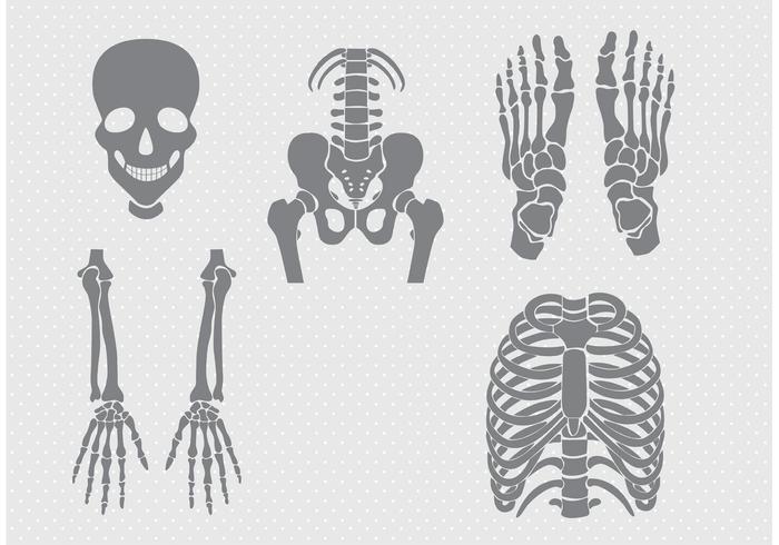 Vectores de los huesos y de las juntas