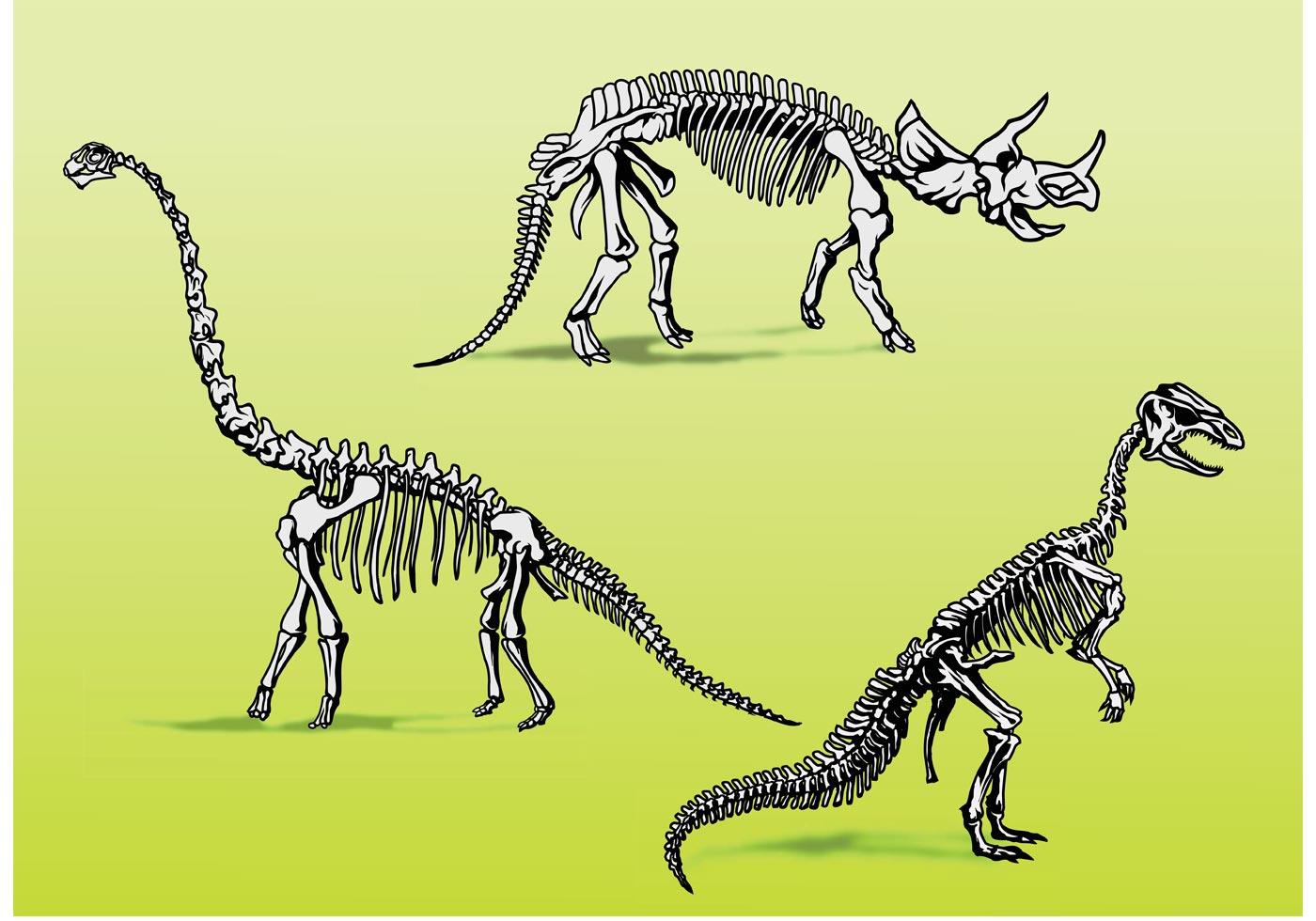 Dinosaur Bones Skeletons 84460 Vector Art at Vecteezy