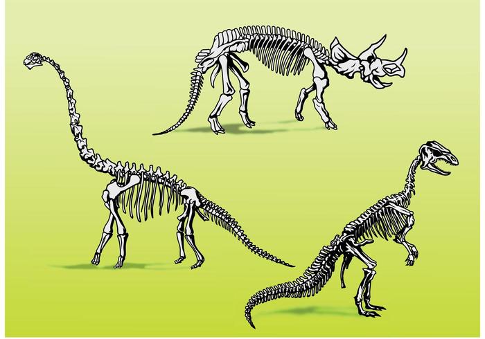 Dinosaur Bones Skeletons vector