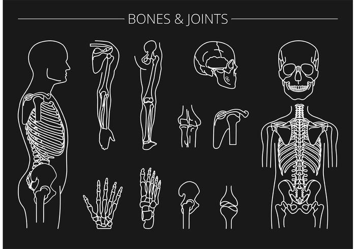 anatomia di umano osso con nome di tutti parti. diagramma o illustrazione  con etichettatura di scheletro 17550529 Arte vettoriale a Vecteezy