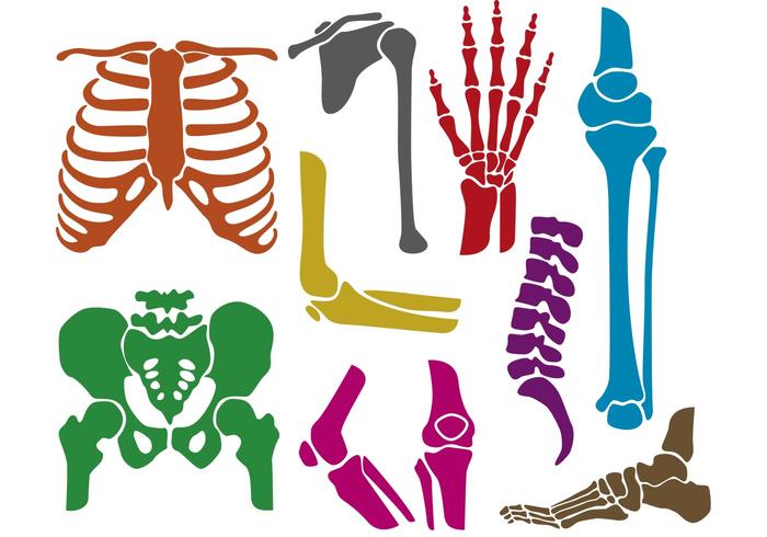 Bones and Joints Vector Silhouettes 