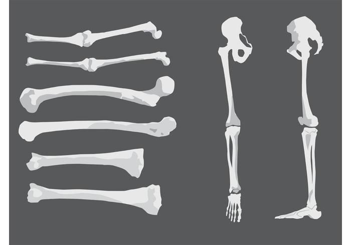 Huesos humanos libres del vector