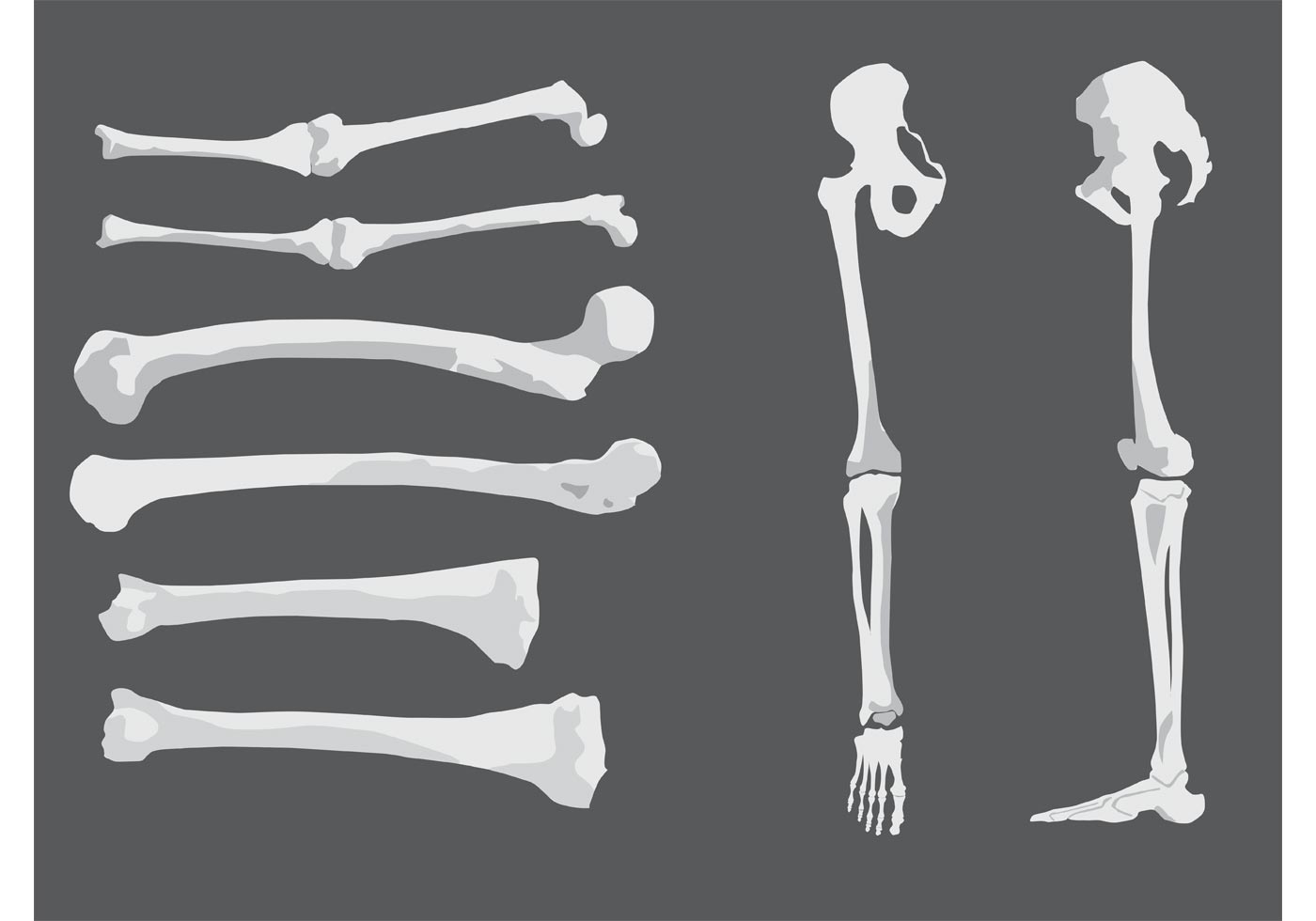 Free Human Vector Bones - Download Free Vector Art, Stock Graphics & Images