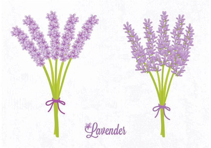 Vector Lavender Flower