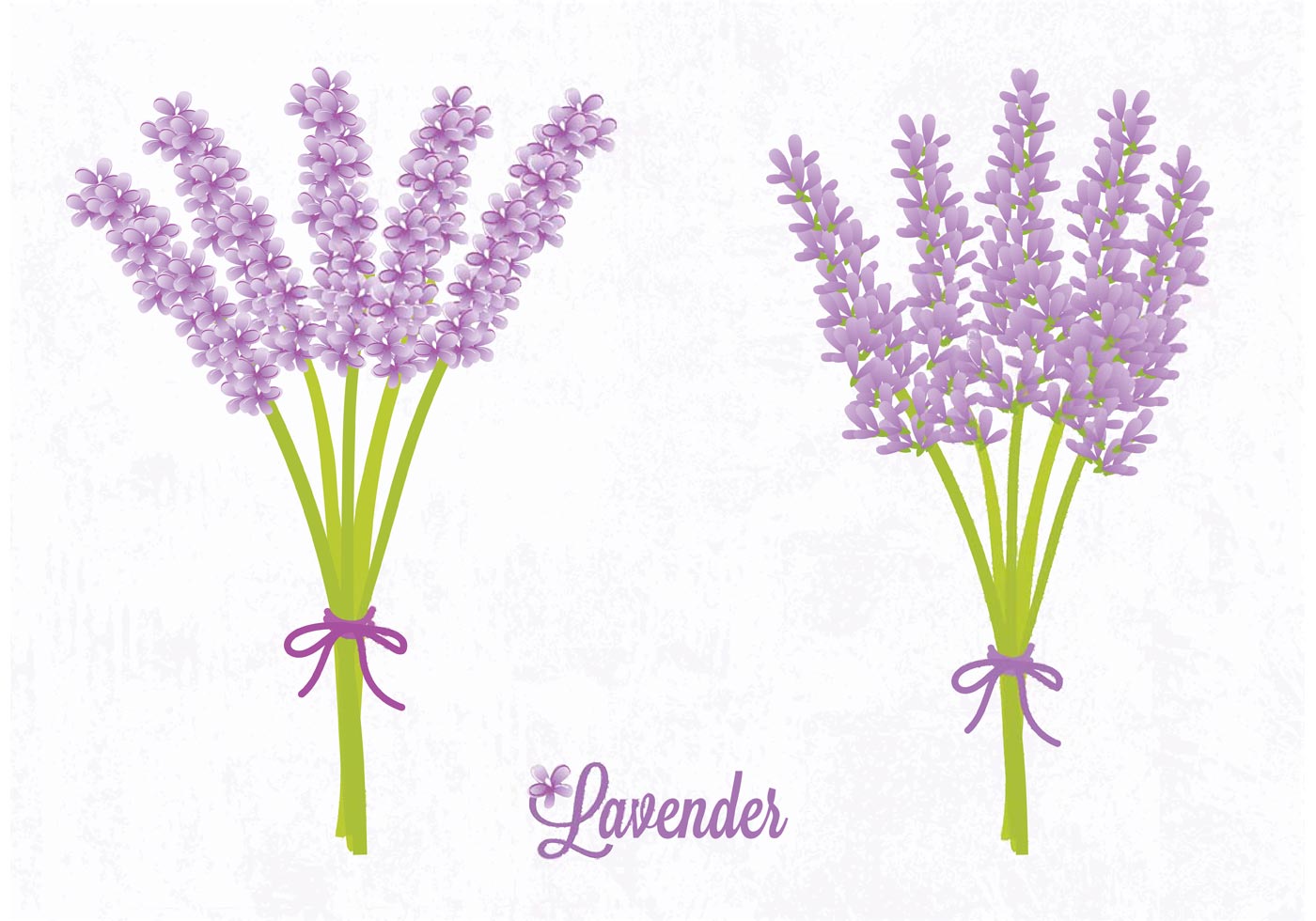 Vector Lavender Flower - Download Free Vector Art, Stock Graphics & Images