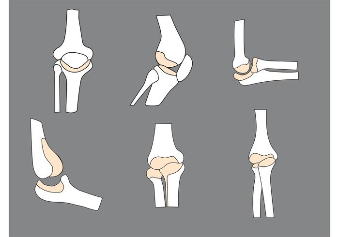 Huesos Vectoriales vector